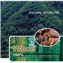 Hemlock